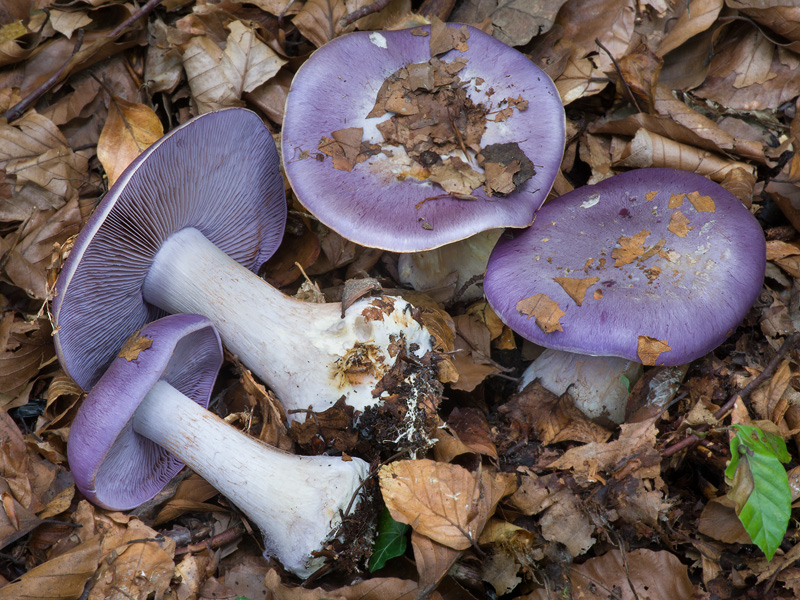 Cortinarius eucaeruleus